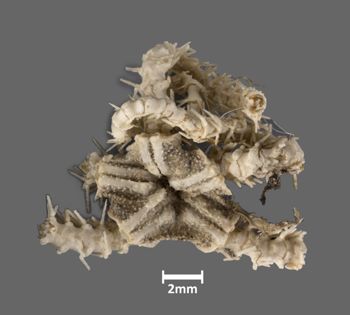 Media type: image; Invertebrate Zoology OPH-1941 Aspect: dorsal